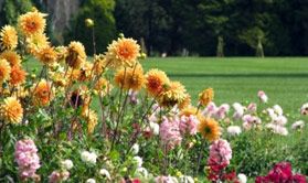 ARBORETUM, volčji potok