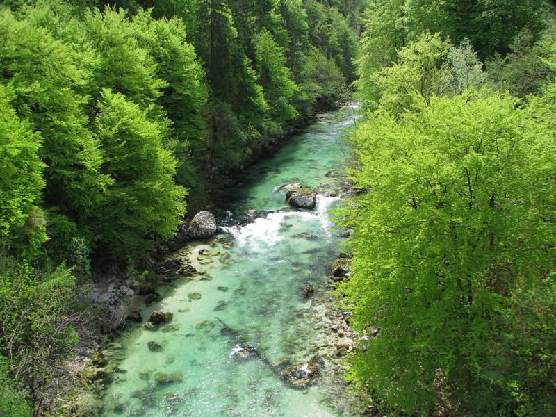 Sava Bohinjka poleti, Foto: Aleš Mezek