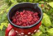 domače maline