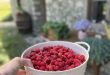 maline za marmelado