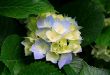 Hydrangeas