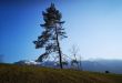 Bohinjske gore