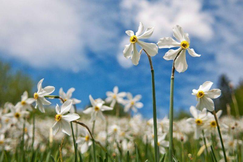 DAFFODILS