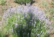 lavanda