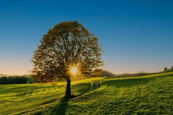 Ein Spaziergang entlang des keltischen Horoskops Ein Spaziergang entlang des keltischen Horoskops