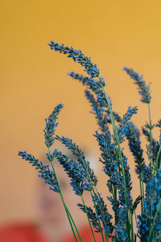 Planinca - Haus mit Aussicht Planinca - Haus mit Aussicht