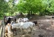 ZOO NaJasi