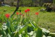 tulipani