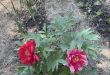 Vrtac
